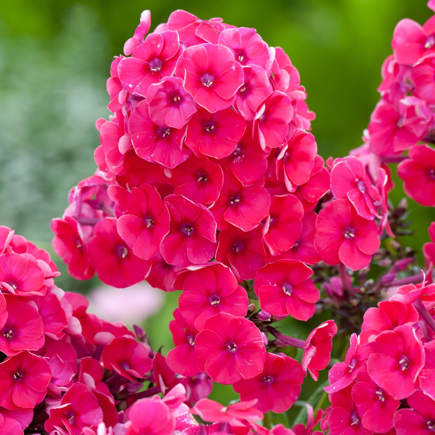 Phlox paniculata 'Grenadine Dream'